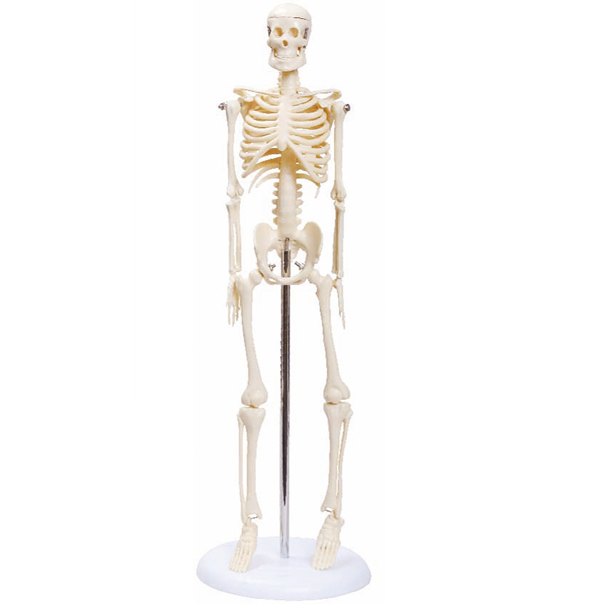 5 186 Cm 05 El Esqueleto Humano Riset